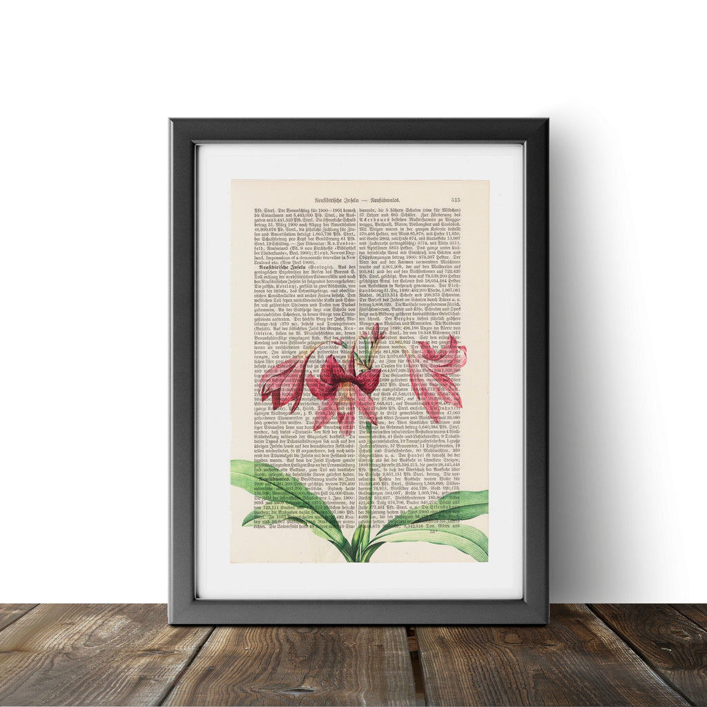 Amaryllis - Flower - Art on Words