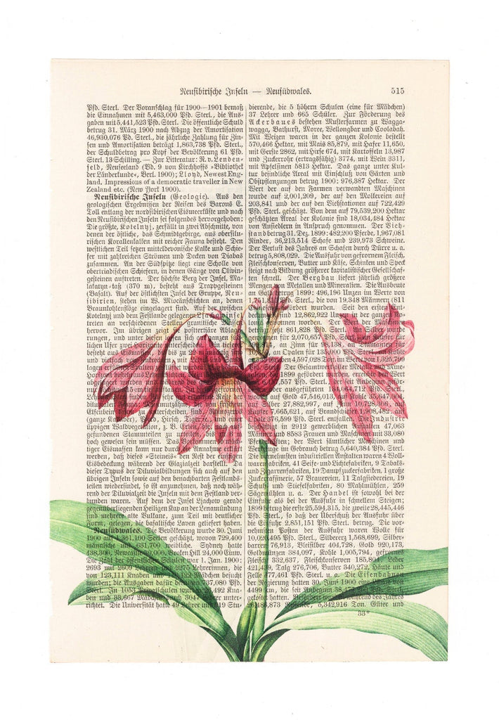 Amaryllis - Flower - Art on Words