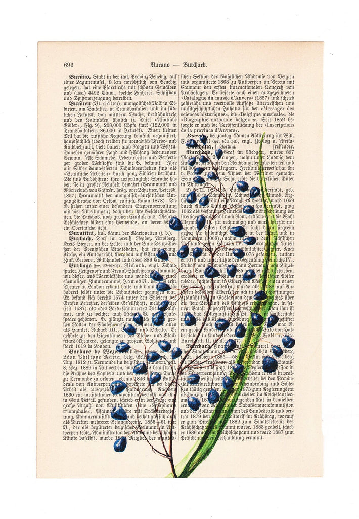 Dianella intermedia - Flower - Art on Words