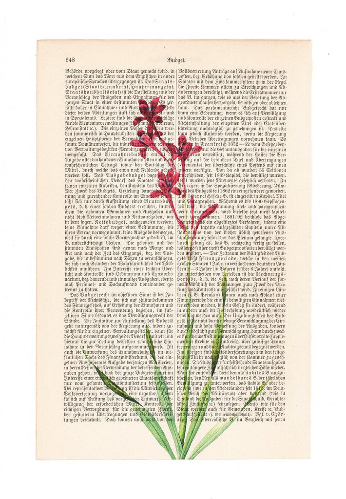 Gladiolus - Flower - Art on Words