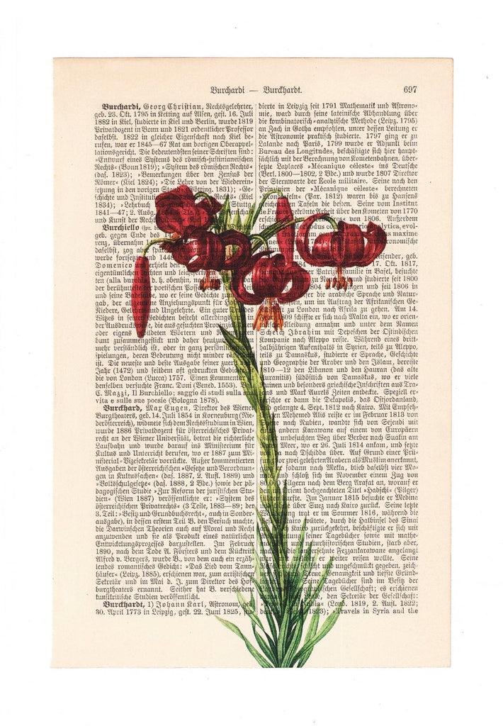 Lilium - Flower - Art on Words