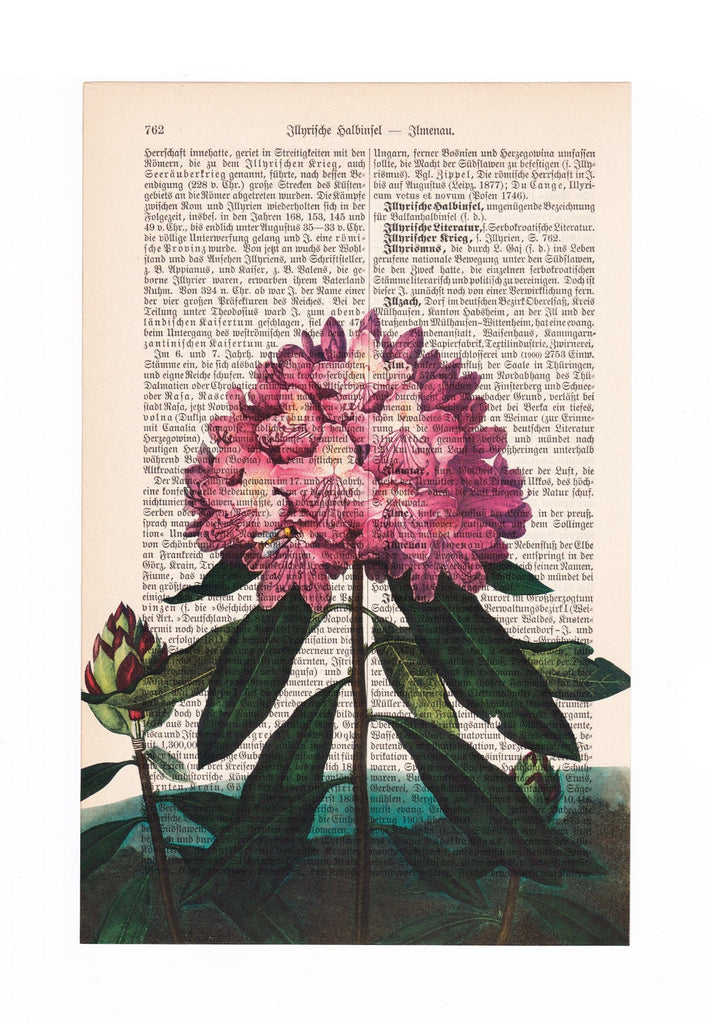 The Pontic Rhododendron - Robert John Thornton - Art on Words