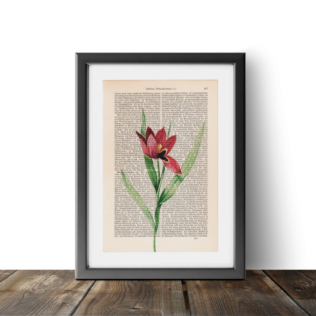 Red Tulip - Flower - Art on Words