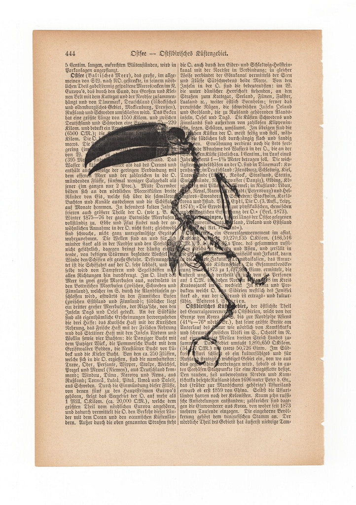 Toucan Skeleton - Art on Words
